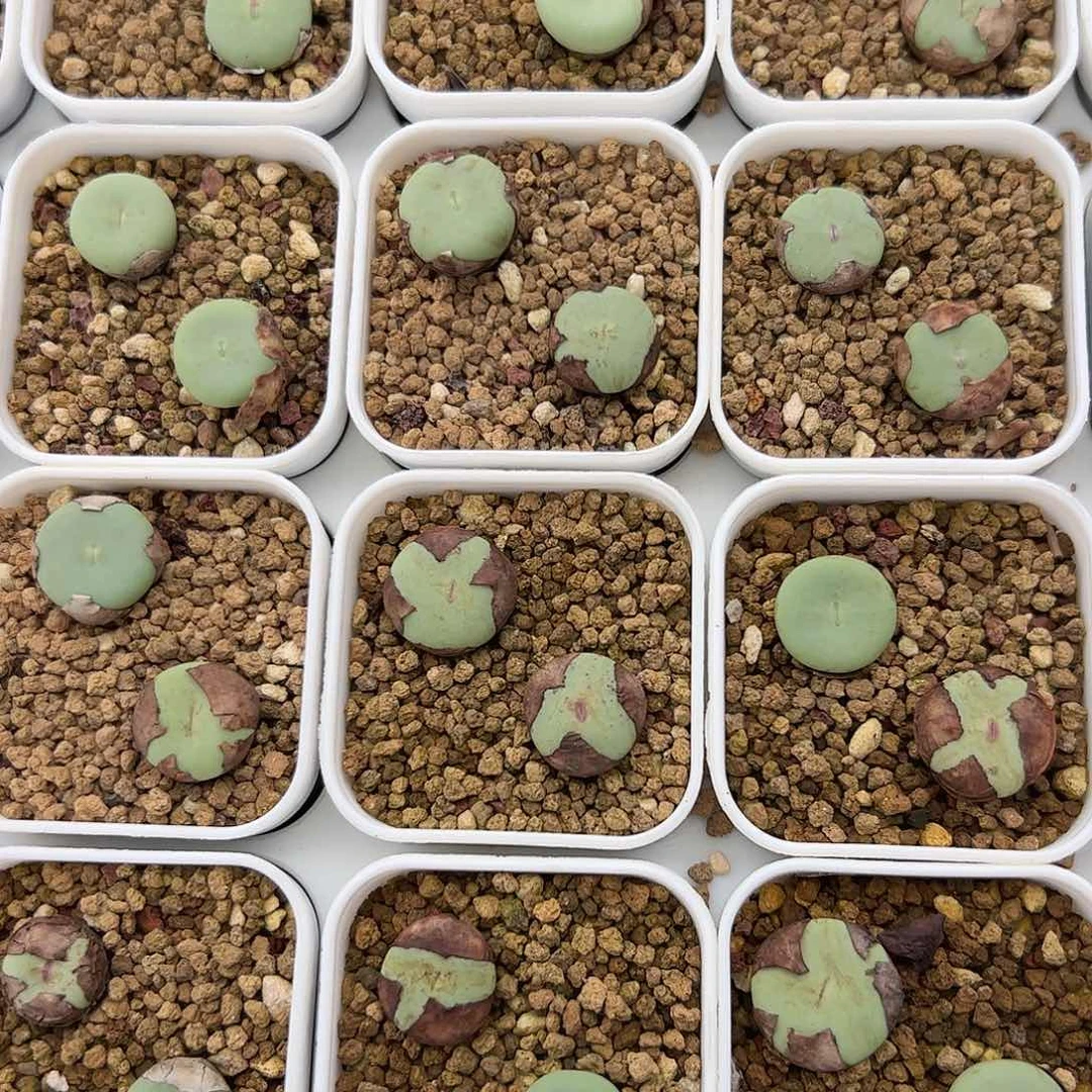 0000量拍大型SUB（大型）红嘴3颗脱土发