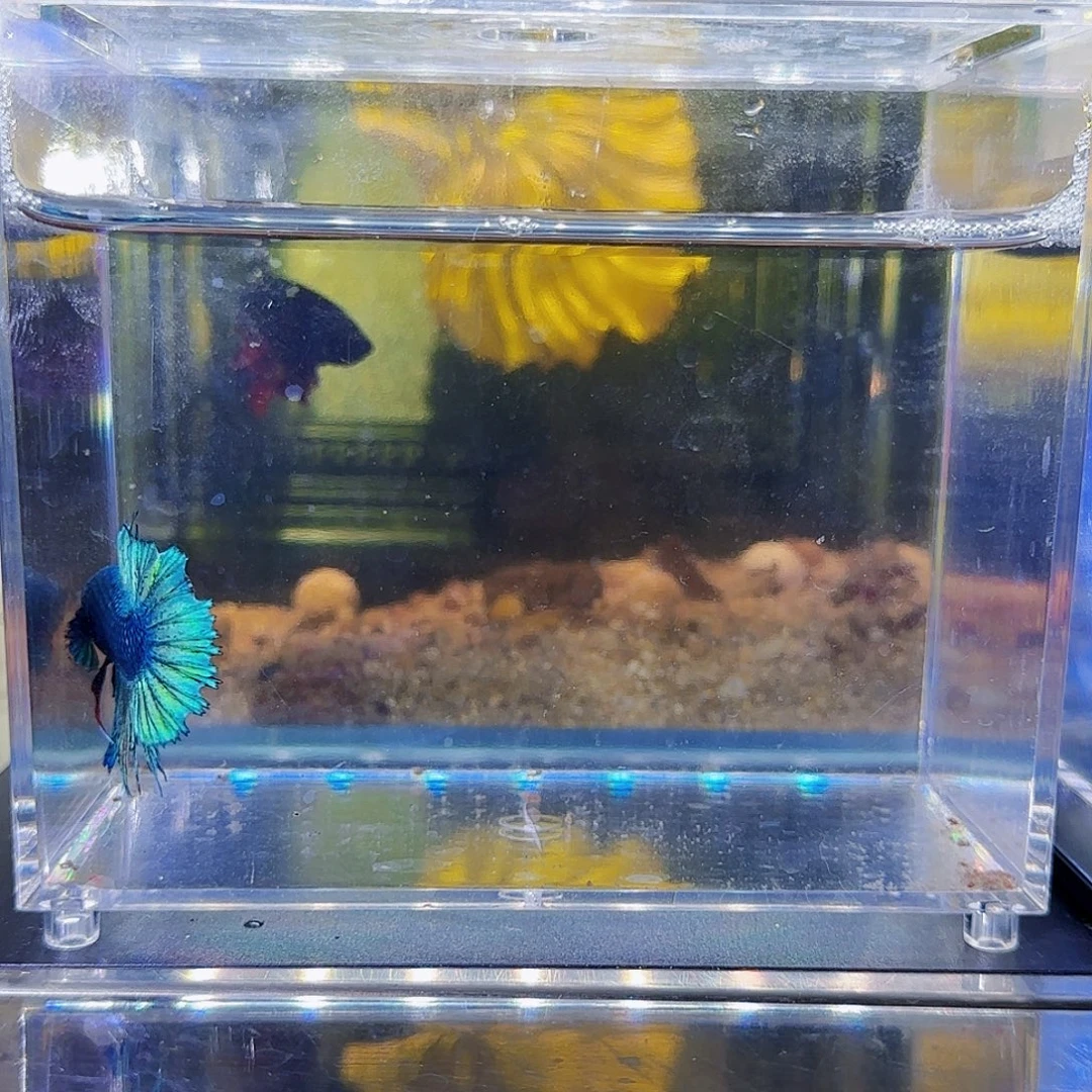 斗鱼活体观赏鱼好养耐活