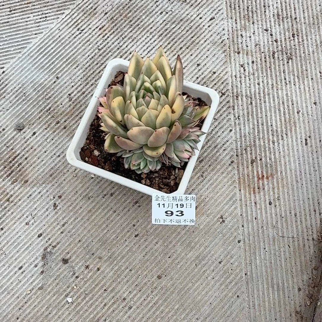 微***甜1119-93扶桑玛丽亚锦