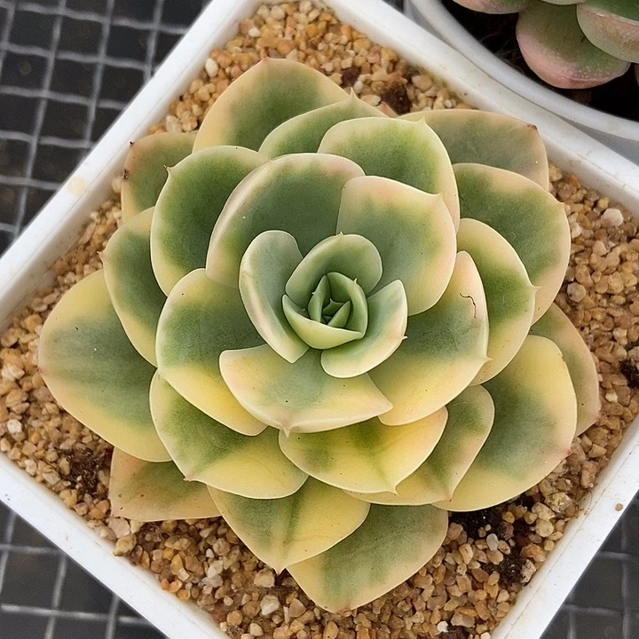 星娜塔锦多肉植物