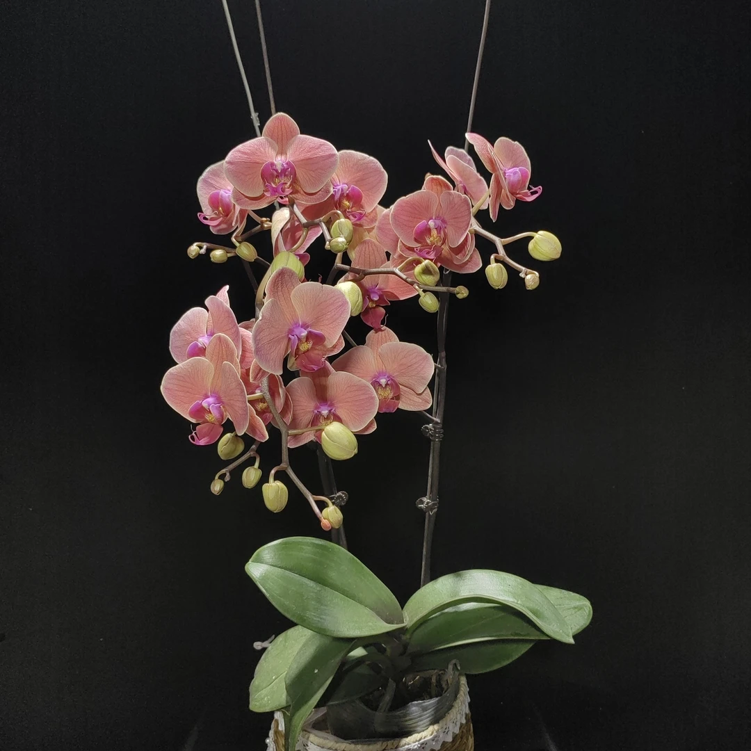 4.5 寸大杯【小桔灯】开花株  基地直发