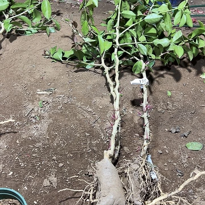 50公分左右树型叶仙三颗编号18