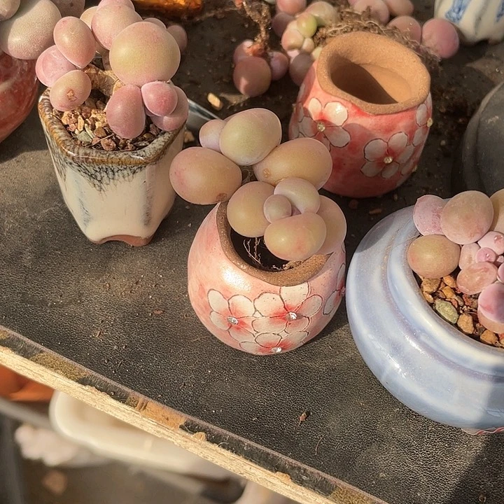 【闪购商品】米可奶酪