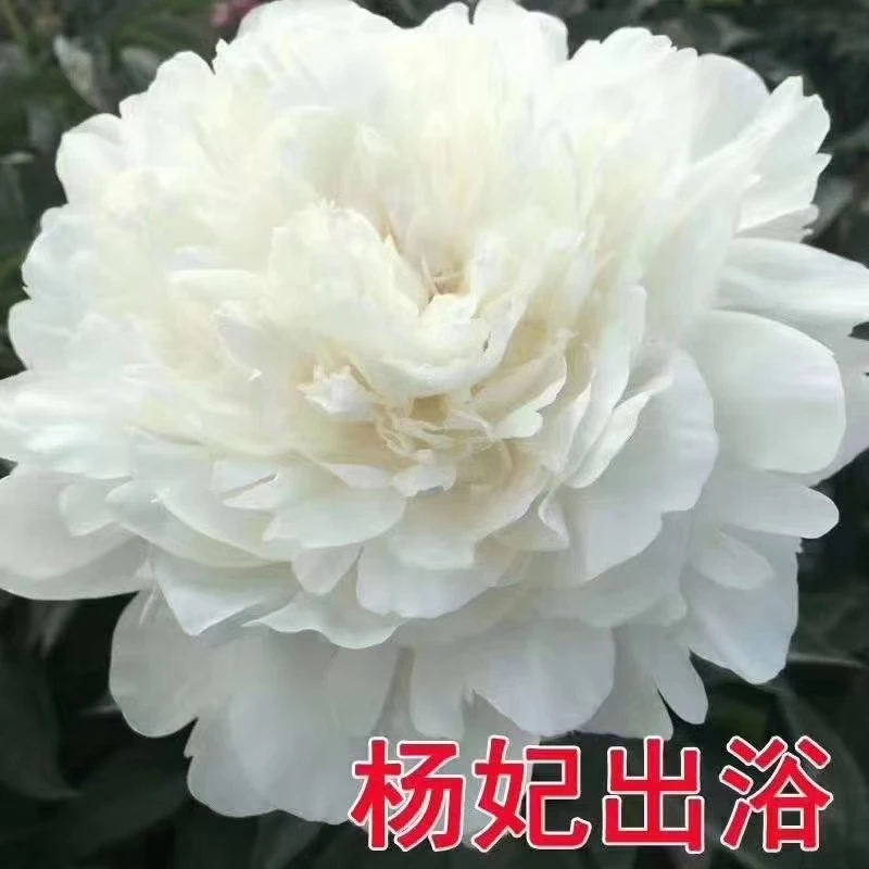 观赏芍药,杨妃出玉,白色