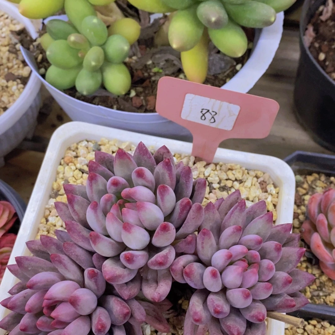 多肉植物，一组自拍可以拍