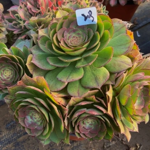 红心万圣节203多肉不包断