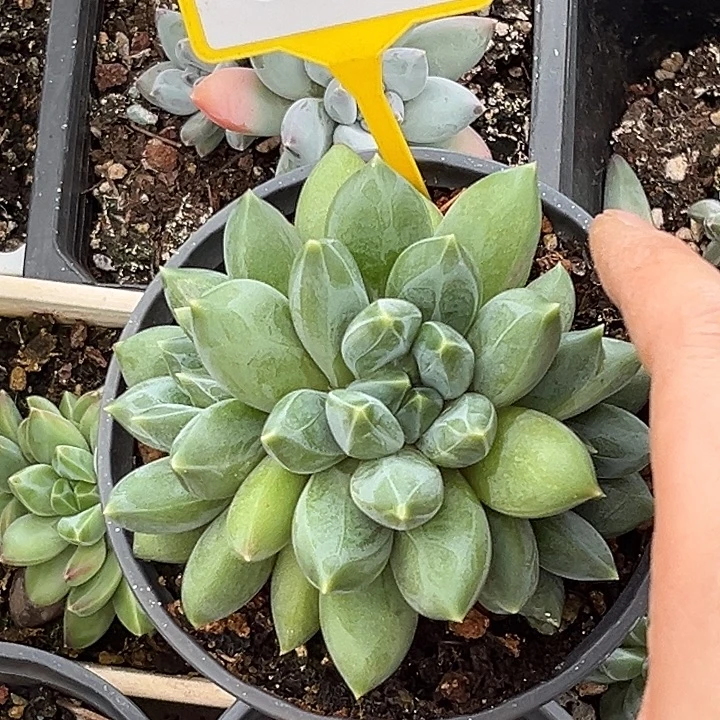 多肉植物彩胖体重楼943