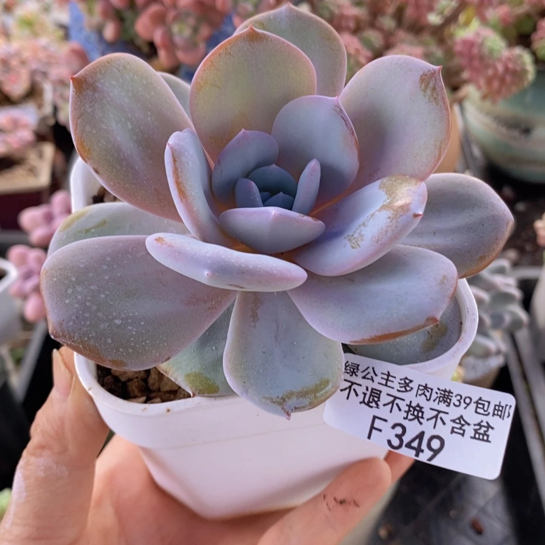 奶茶8cm349多肉植物