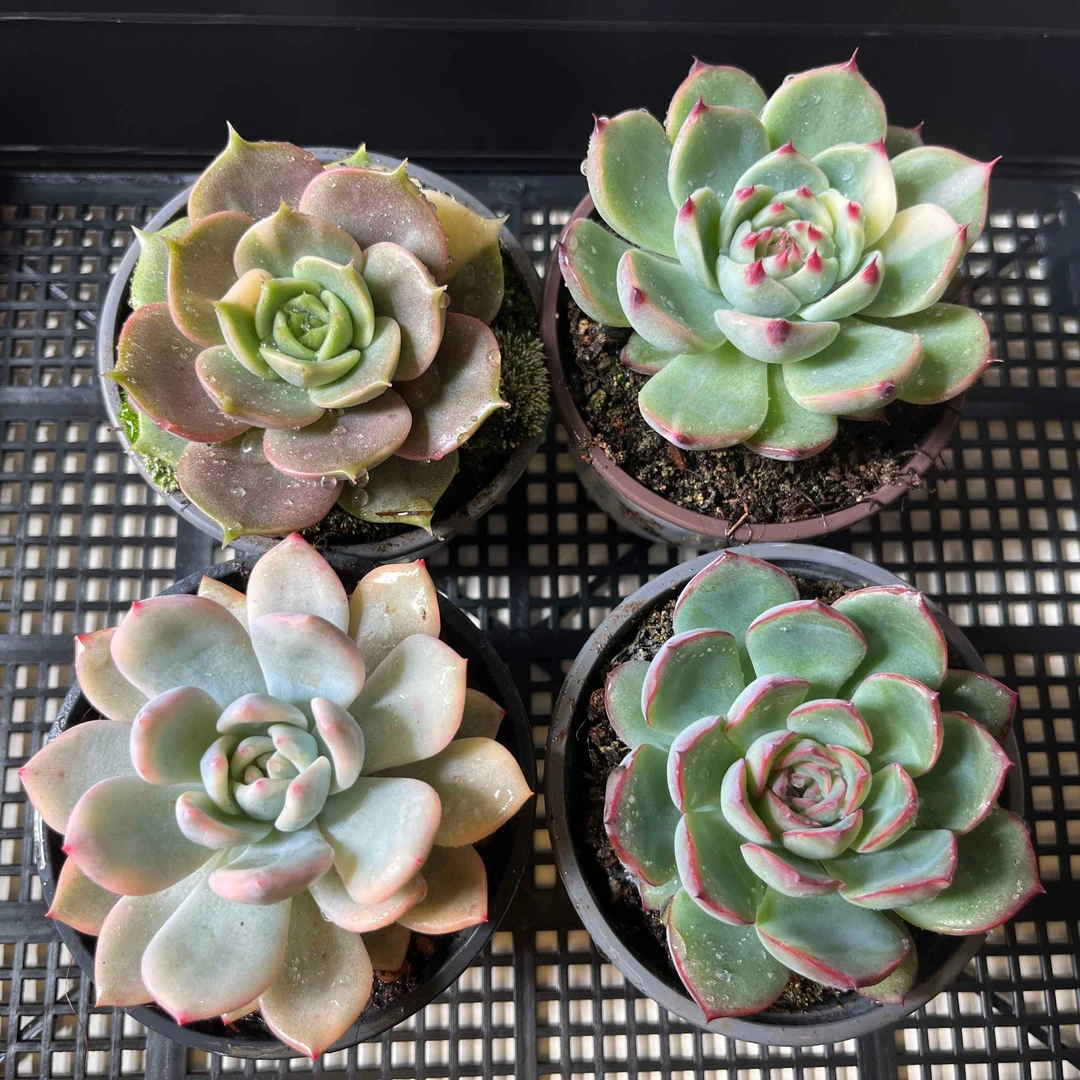 【暴走多肉直播】多肉锦植物组合框拍小精品好养活云南基地直发