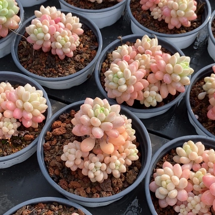 24鱼子酱小群生 福利多多