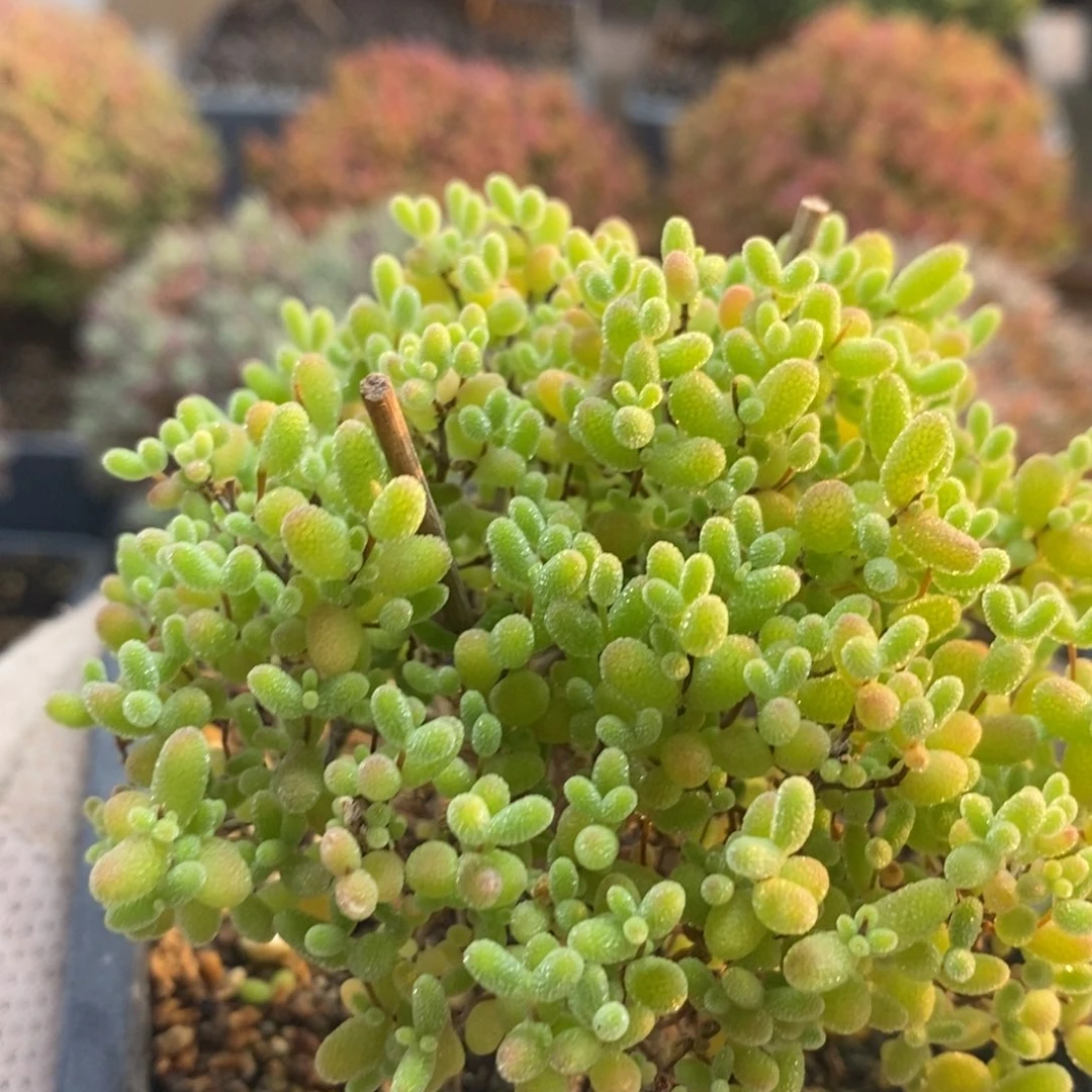 哎*@蜜橘糖球8461枝干番杏