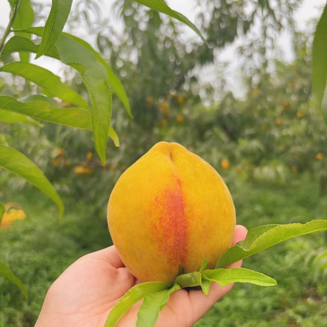 【锦绣黄桃】新鲜采摘锦绣黄桃（5斤）软糯香甜河南省