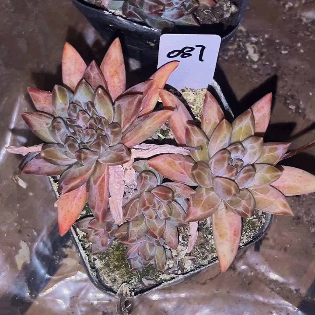 桔云多肉美人精品系列