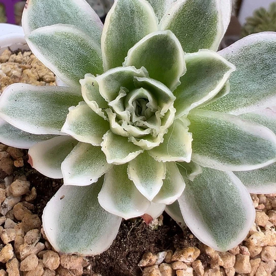 山地玫瑰锦秋夕1450号