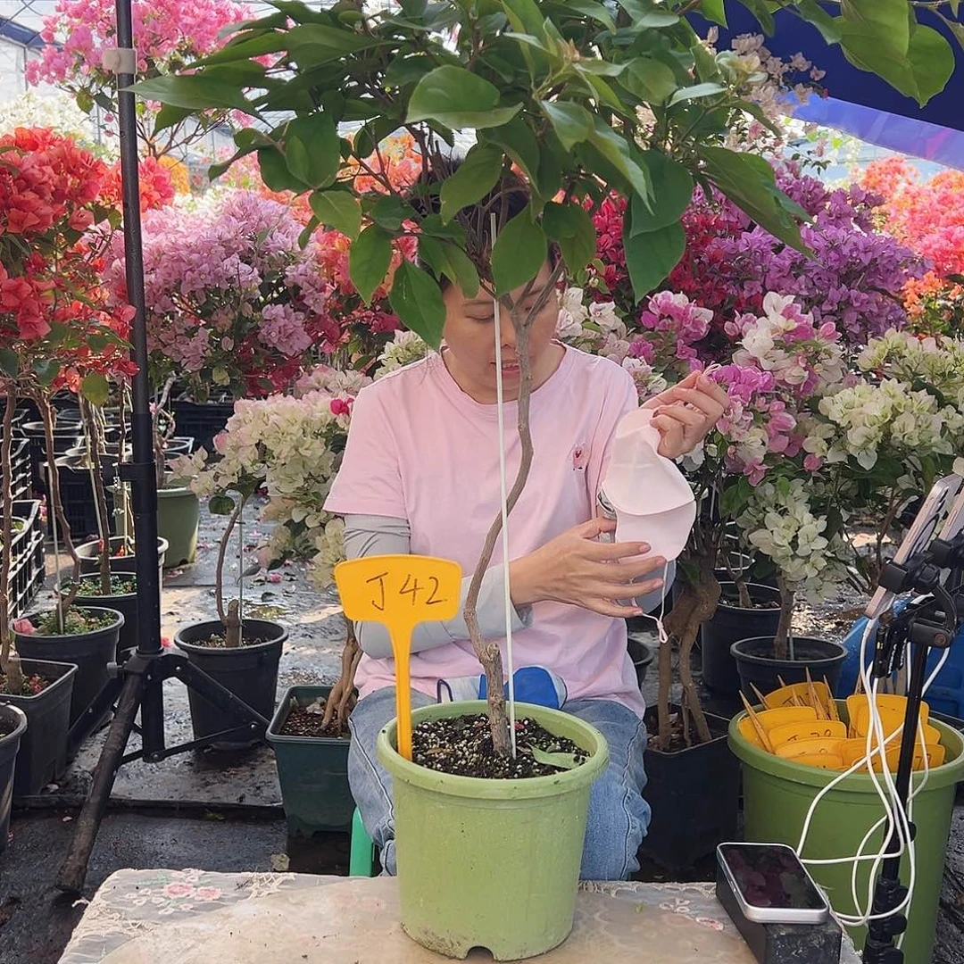喜***樂大部分花苞少量开放J42棒棒糖一颗