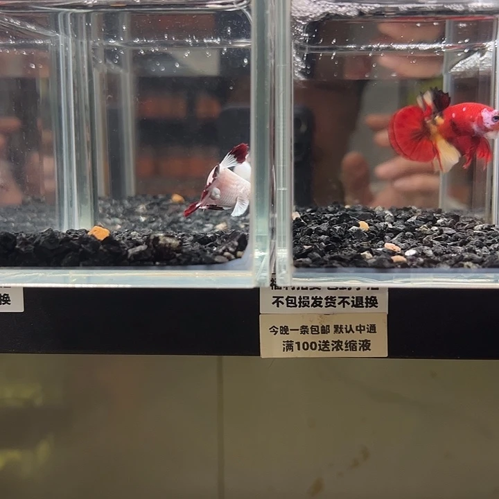 斗鱼竞拍跑单拉黑18日19+84