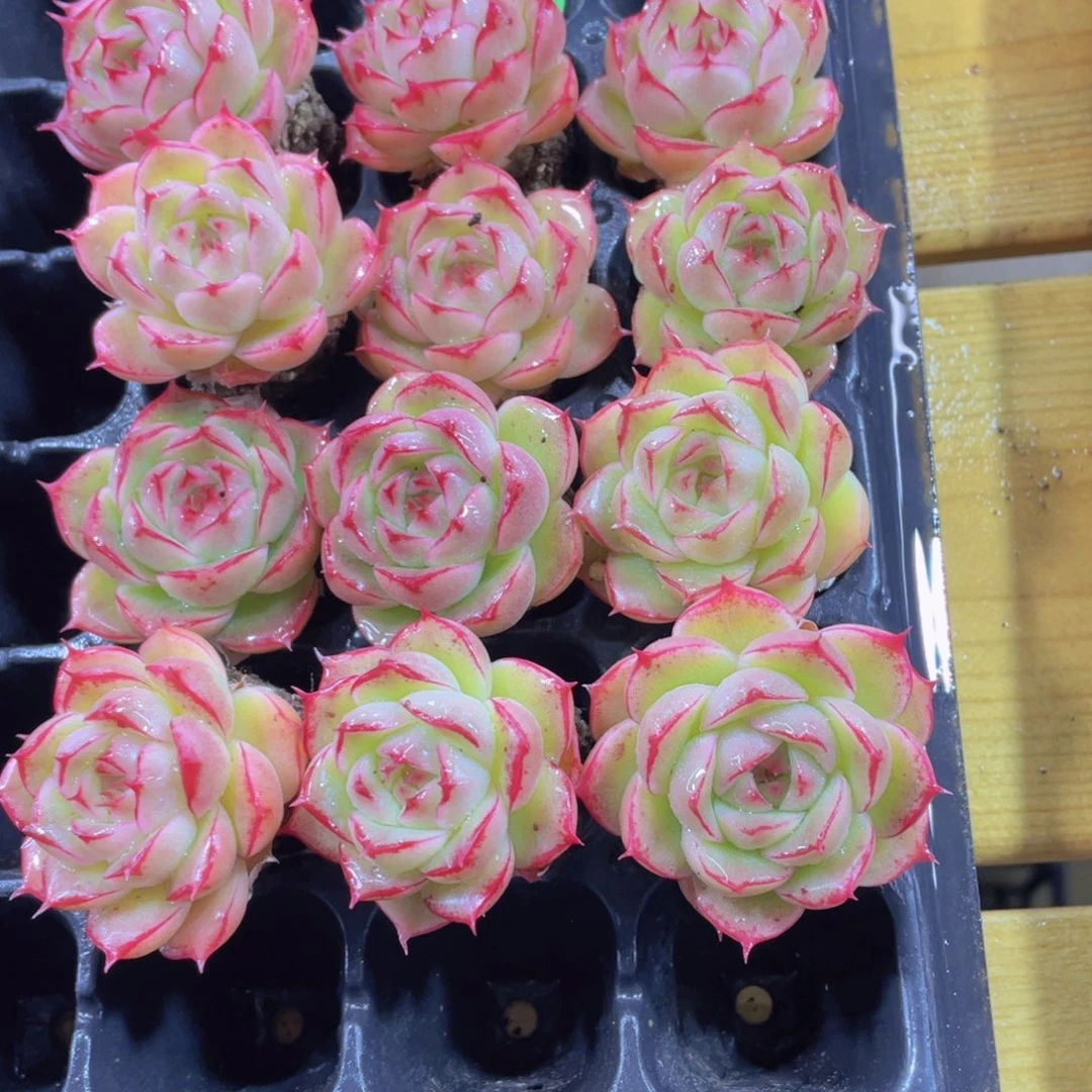 424号 宽叶睫毛麦秆精品2个