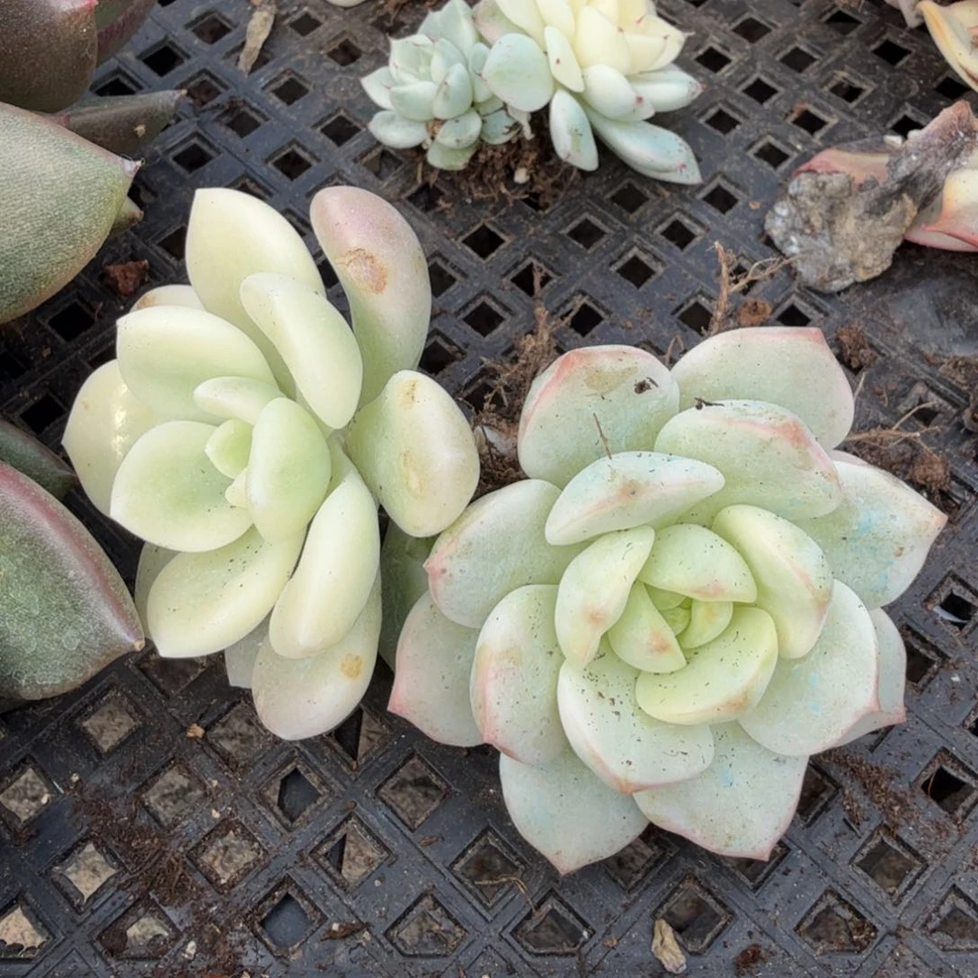 一组若桃锦一刻香草锦