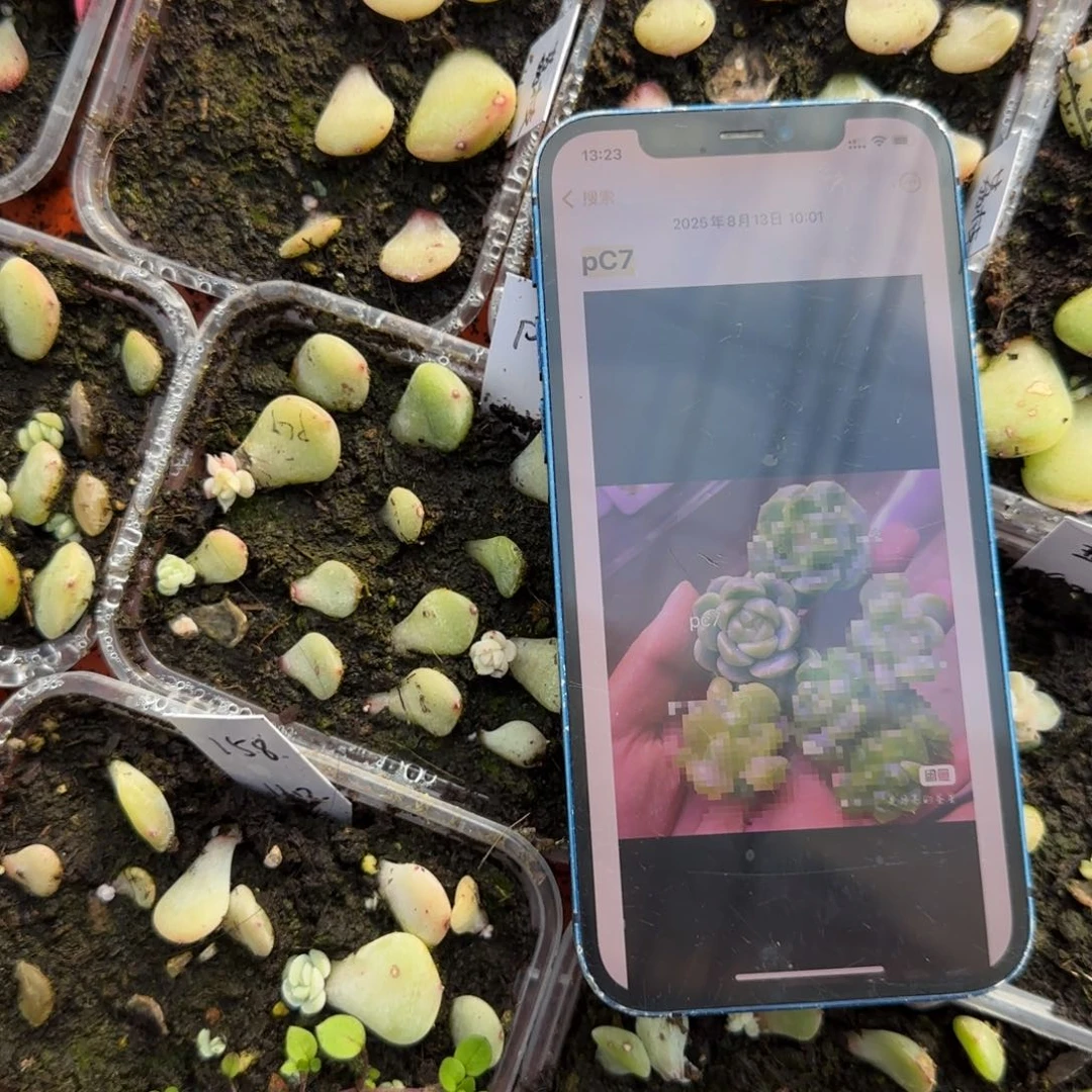 Pc7 芝麻穴一个满25包邮