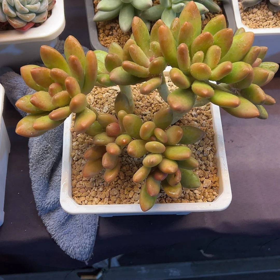 ️***芒果奶大群多肉植物