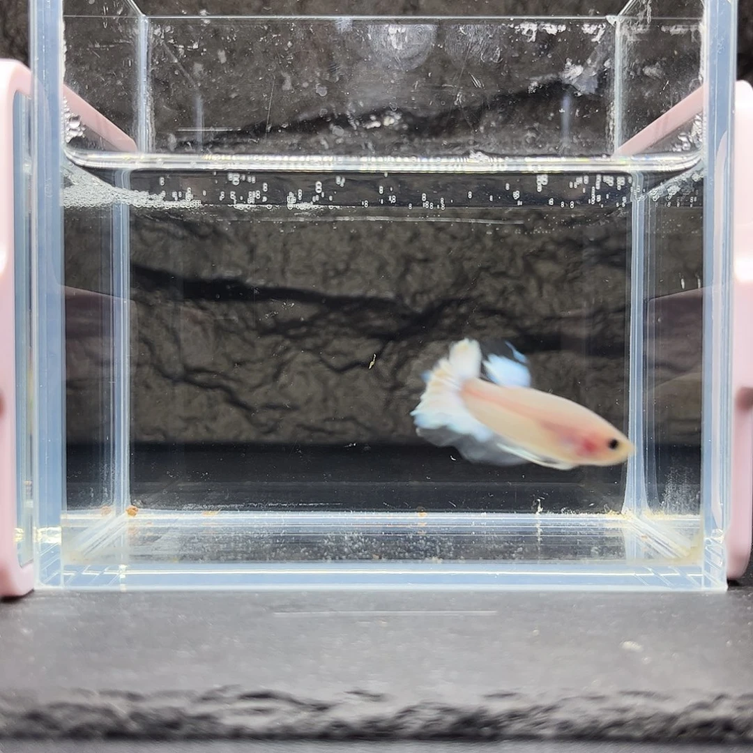 海水鱼宙斯斗鱼竞拍 0103