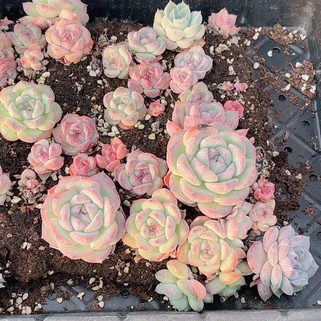 财****?392 新疆西藏内蒙不发其他一单包邮