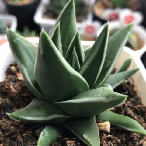 静*白折瑞鹤多肉植物