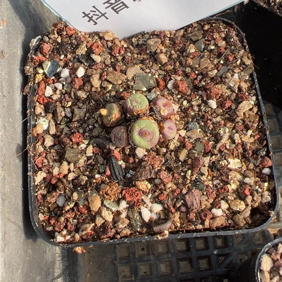 *****17-111肉锥多肉植物，