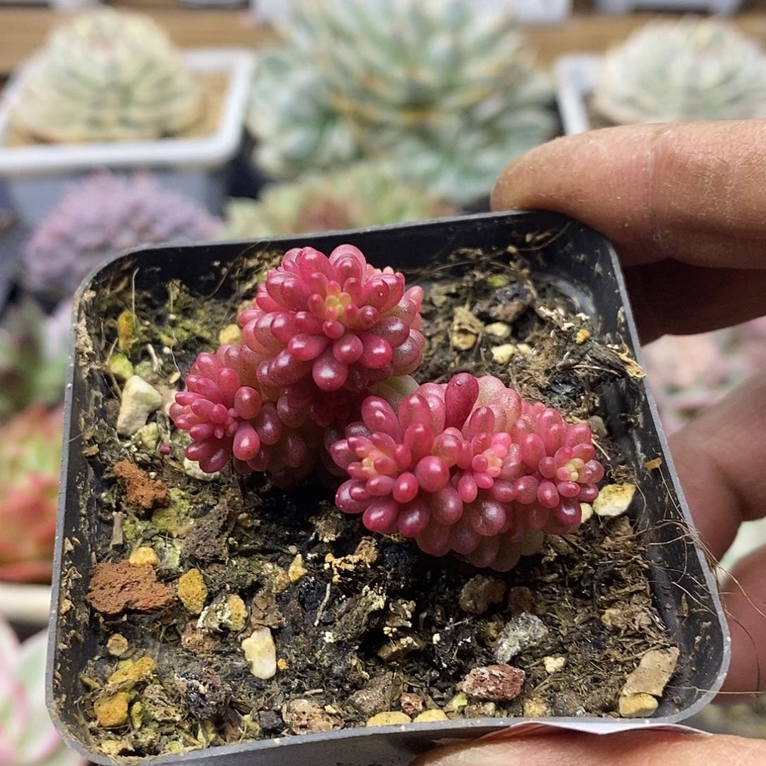 0570 浆果锦自然群