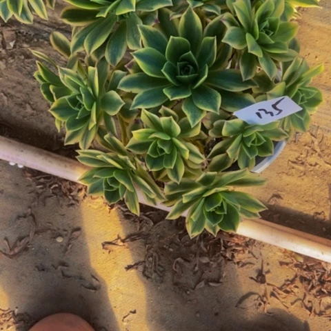 星爆多肉植物一物一拍135多肉