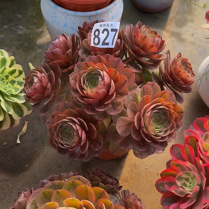 00000000000000000827万拉丝