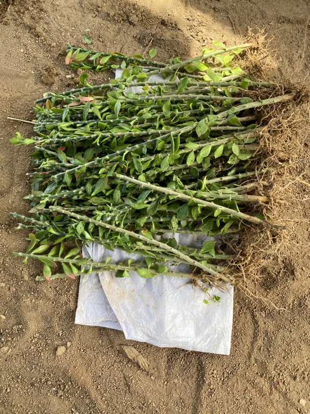 老桩毛青叶有根砧木