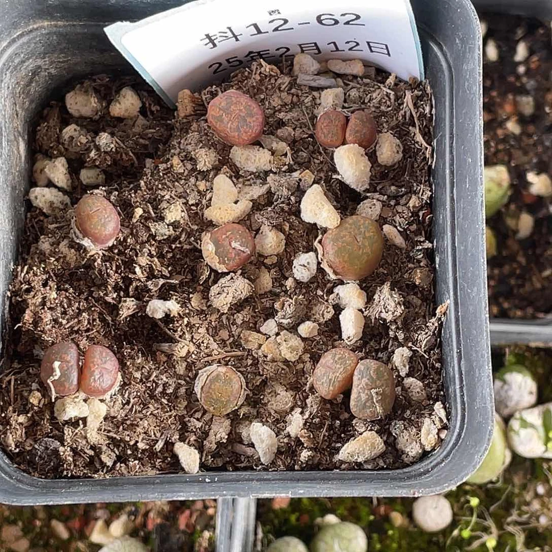 熠**晖12-62肉锥多肉植物