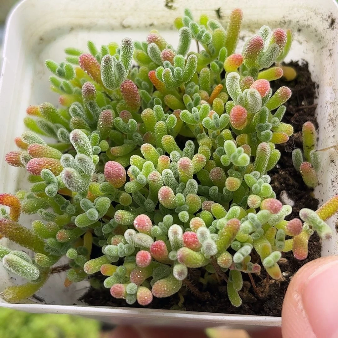 昕宝混播切糕枝干番杏