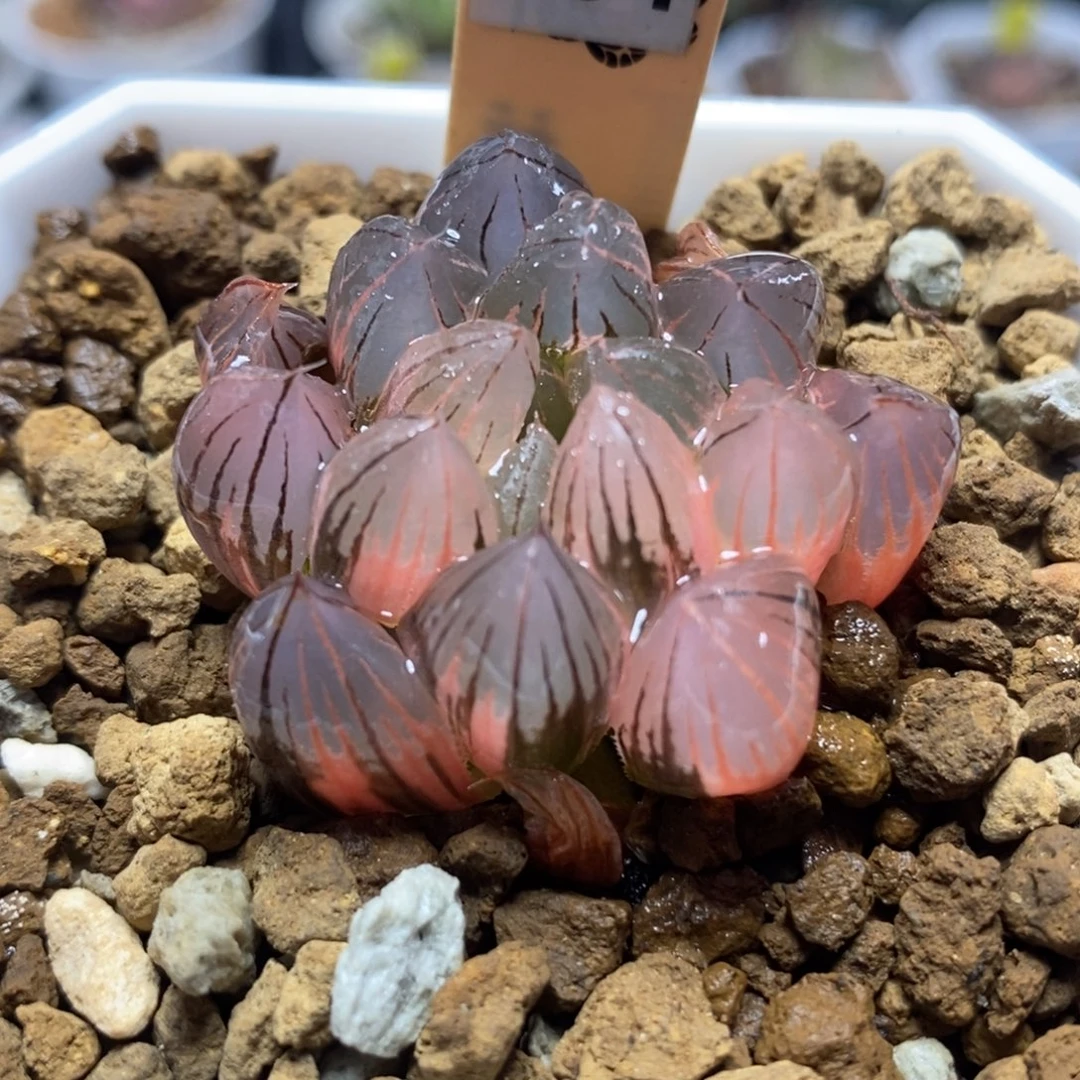 291霓虹灯玉露锦一物一拍
