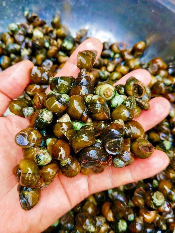 田螺螺蛳石螺山坑螺河螺溪水螺包邮