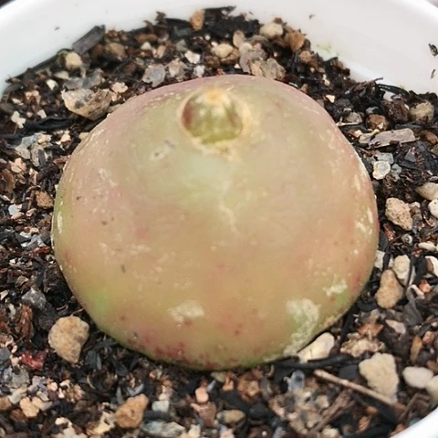 多肉肉锥 3.3Cm 大灯泡