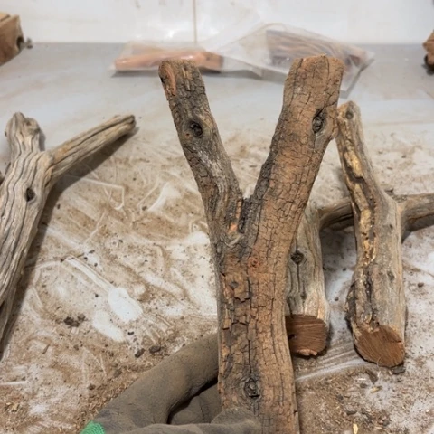 大果紫檀（缅甸花梨）安*?