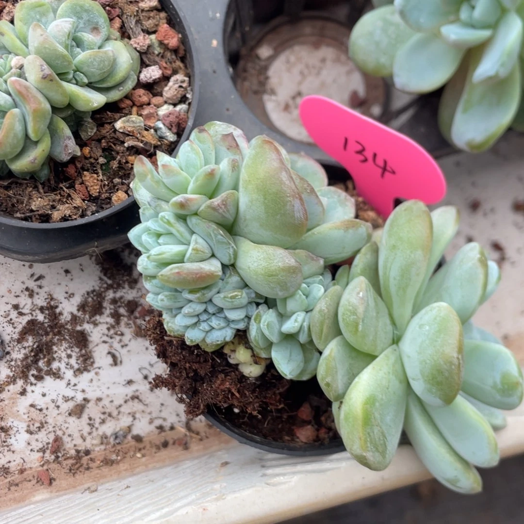 G***磊冰玉缀化一个134号