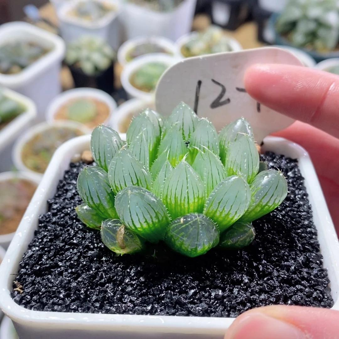 实生针管玉露多肉