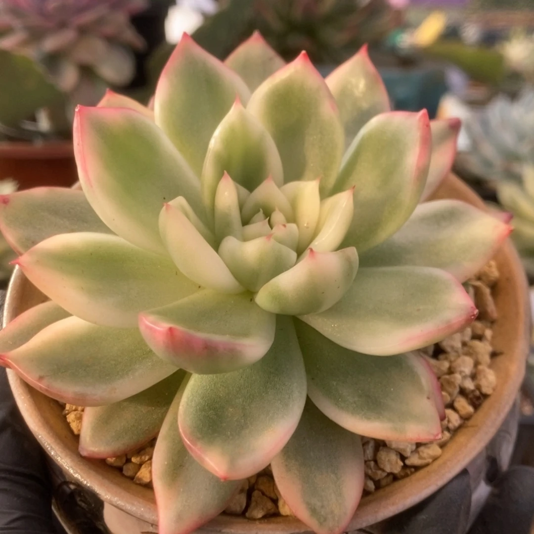 538维娜斯锦锦锦锦锦