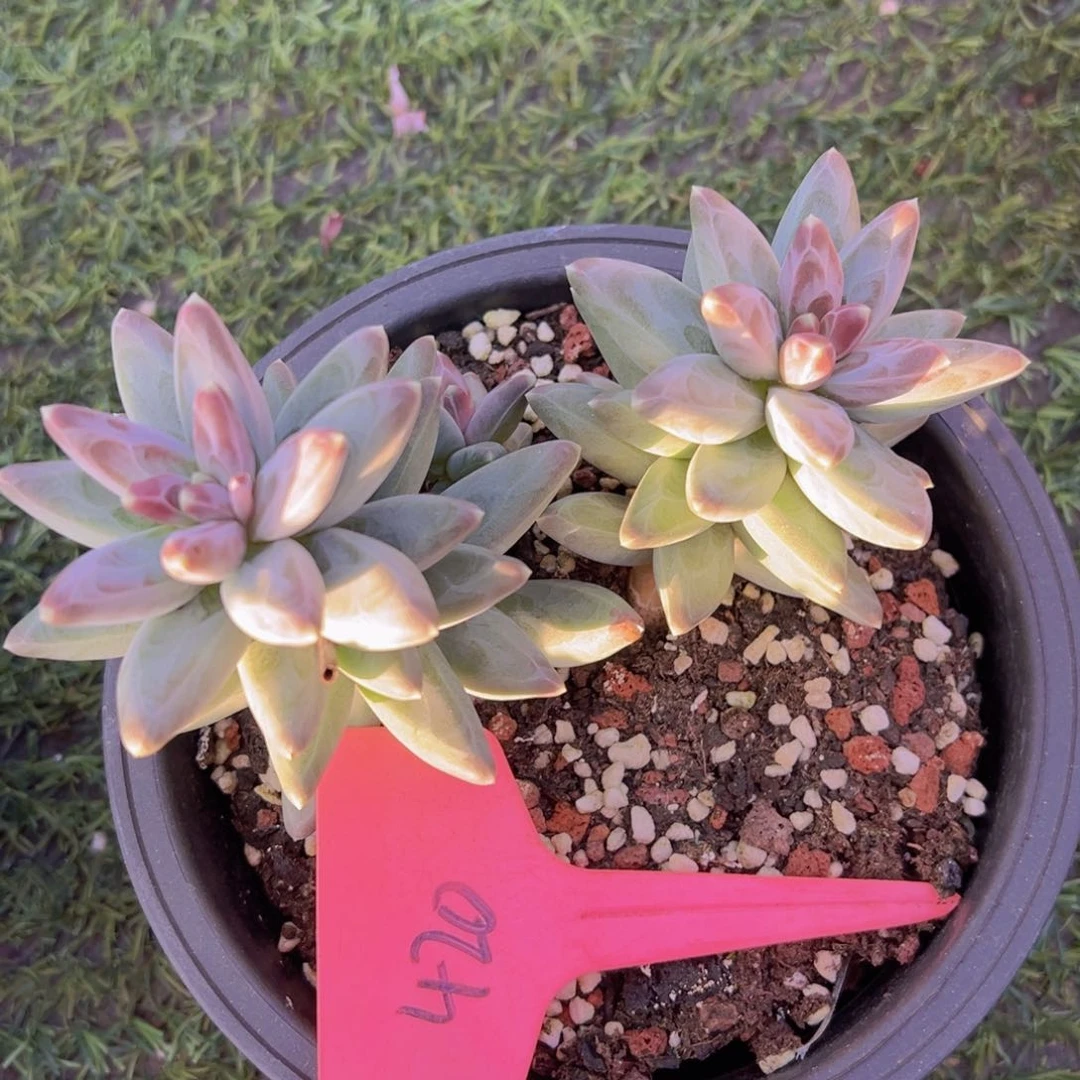 福利来啦我的小王子