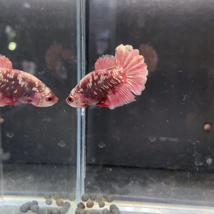 斗鱼泰国斗鱼484号