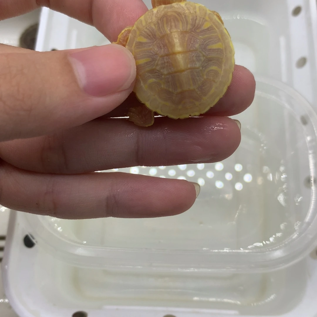 不分公母巴西彩龟