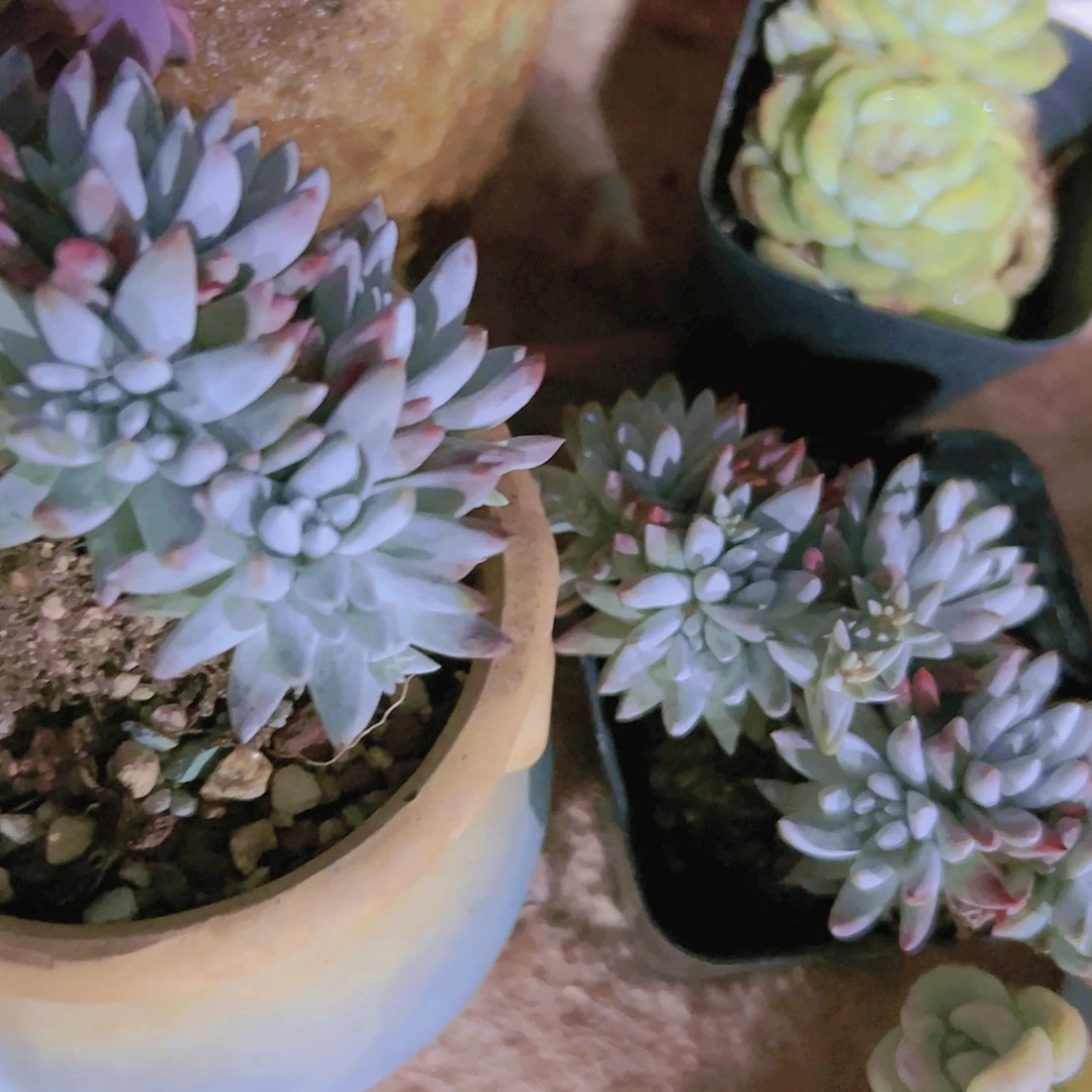 【闪购商品】3颗白菊9.9