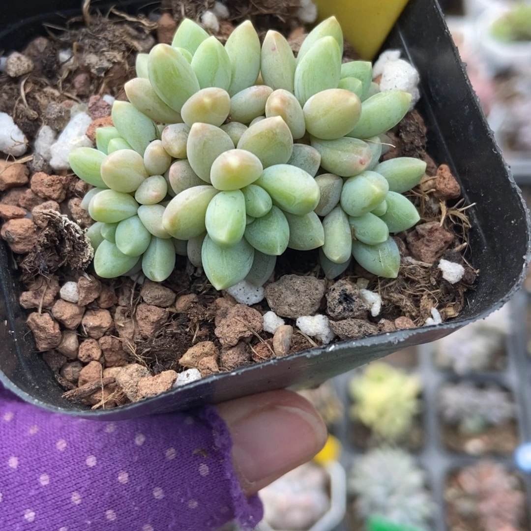 627阿蒂斯托多肉植物