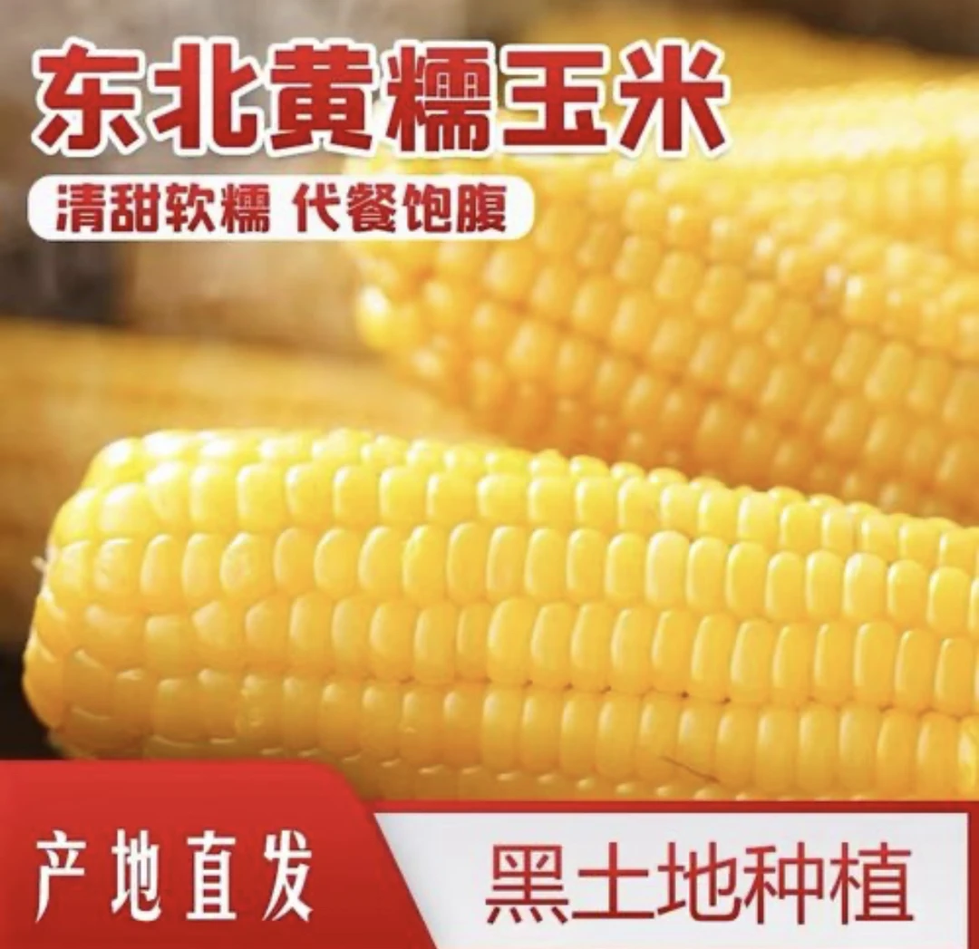 东北新玉米黑土地黄糯玉米微甜软糯香黏真空锁鲜均重280-330g大棒
