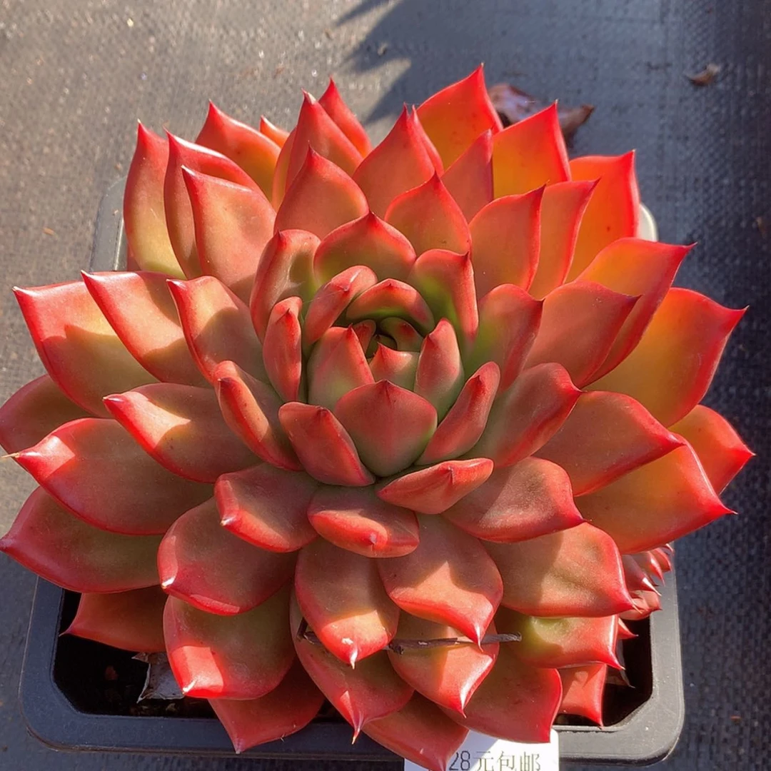 【闪购商品】云47号彩色吉拉姆19厘米