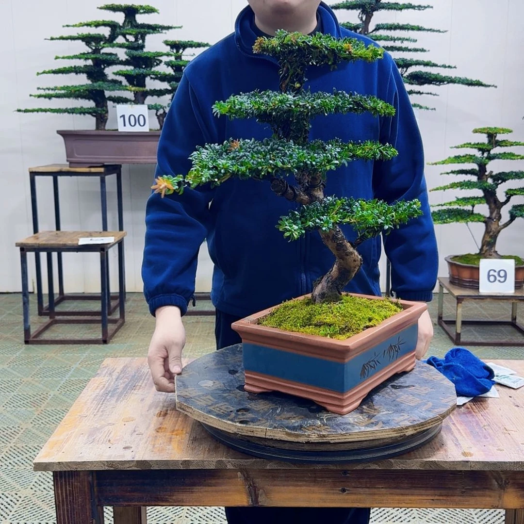 破***烤无花朵珍珠红芽罗汉松造型盆景