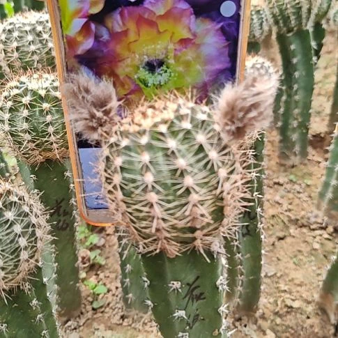 彩草蔓藤花纹秀普嫁接福